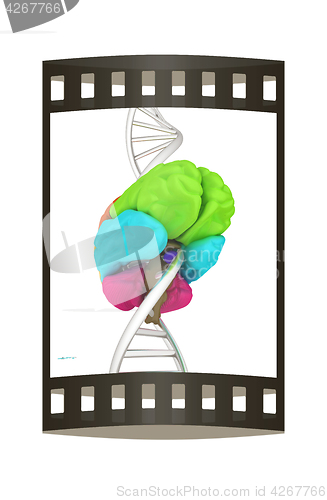 Image of Brain and dna. 3d illustration. The film strip