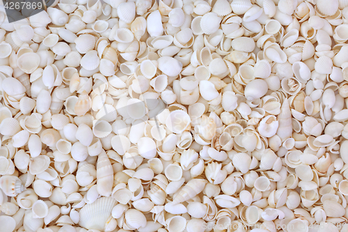 Image of White Seashell Background