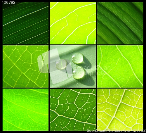 Image of collage green leafs water drops on black