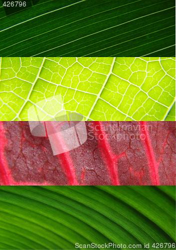 Image of leaf collage green