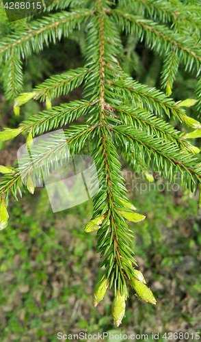 Image of Branch of coniferous tree 