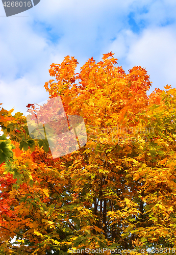 Image of Bright autumn branches of maple tree