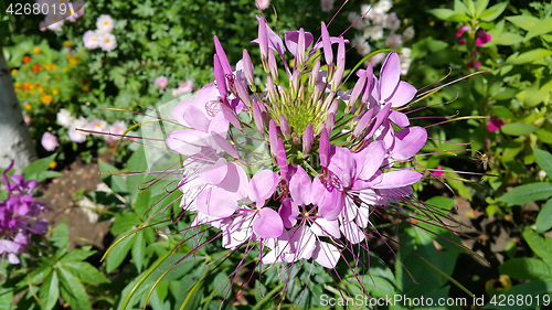 Image of Pink Cleome or spider flower