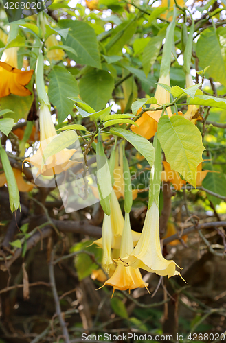 Image of Yellow brugmansia named angels trumpet or Datura flower