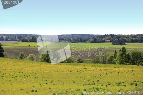 Image of Summer Fields