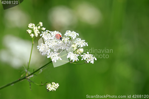 Image of Seven Spotted Ladybug on White Flowers 