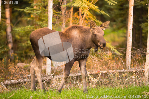 Image of Newborn Moose Calf Feeding On Grass Alaska Wilderness