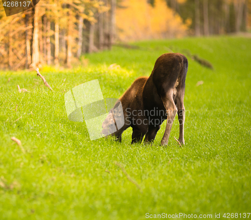 Image of Newborn Moose Calf Feeding On Grass Alaska Wilderness