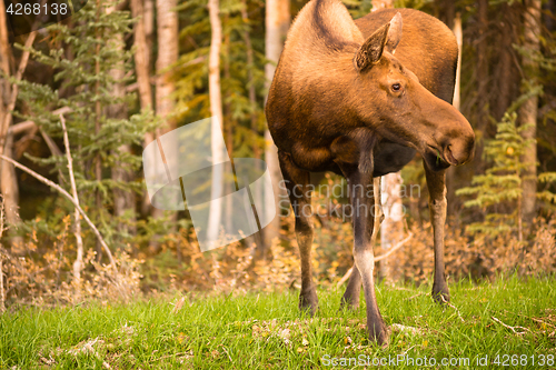 Image of Female Moose Cow Feeding On Grass Alaska Wilderness