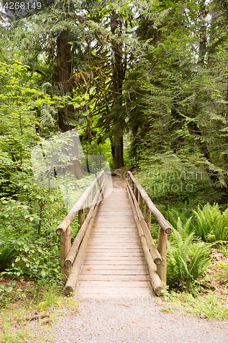 Image of Wood Path Boardwalk Bridge Leads into The Forest