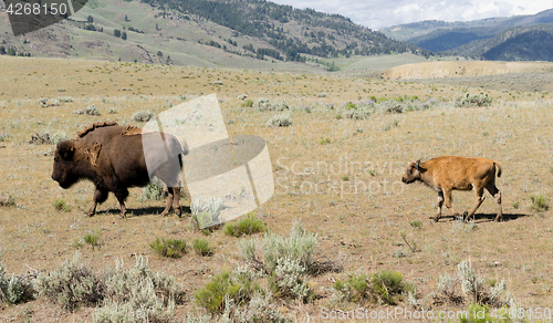 Image of Young Buffalo Calf Follows Bull Male Bison