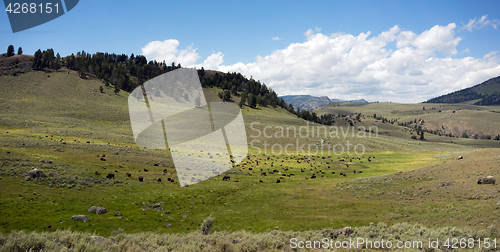 Image of Buffalo Herd Lamar Valley Yellowstone National Park Bison