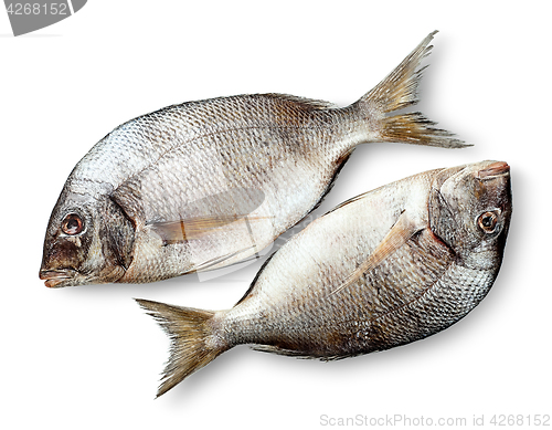 Image of Two raw fresh dorados