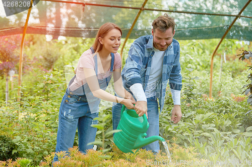 Image of Gardeners watering plants in hothouse