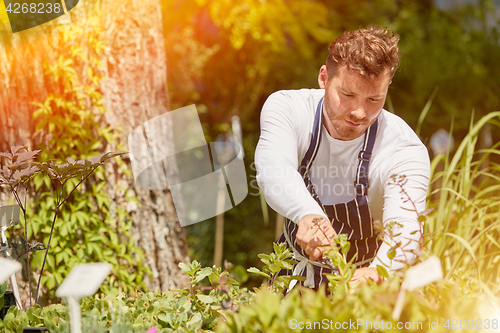 Image of Man cutting plants