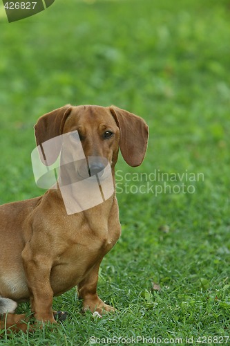 Image of Dachshund