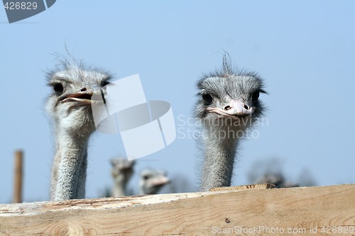 Image of Ostrich