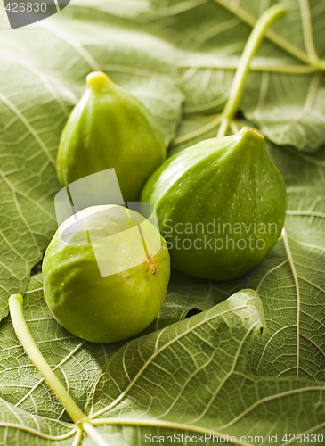 Image of fig