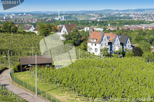Image of vineyard Stuttgart city