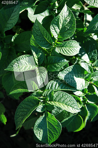 Image of green bush of potatoes