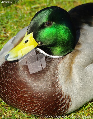 Image of male duck