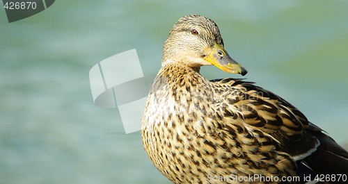 Image of duck