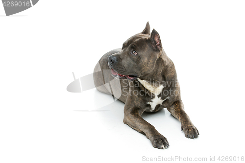 Image of Beautiful amstaff dog