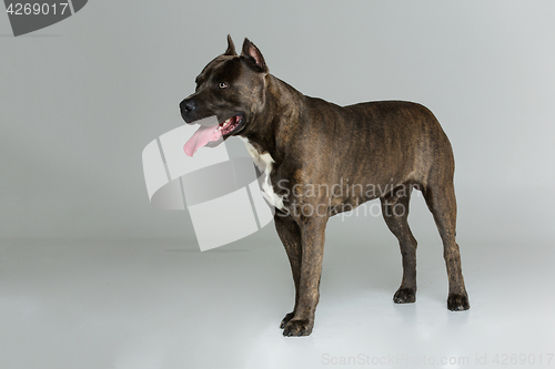 Image of Beautiful amstaff dog