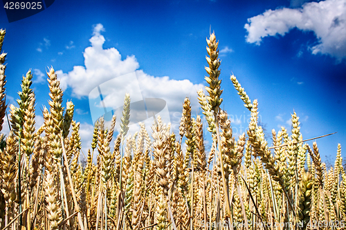 Image of golden corn with blue sky