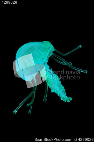 Image of blue jellyfish isolated 