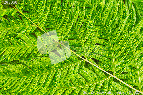 Image of green leaf background