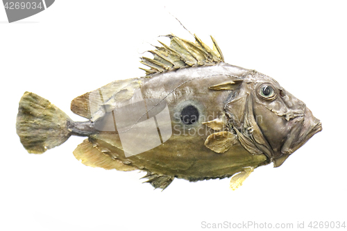 Image of exotic sea fish 