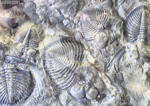 Image of fossil trilobites backround