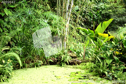 Image of green natural jungle