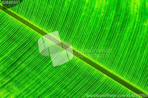 Image of green banana leaf background