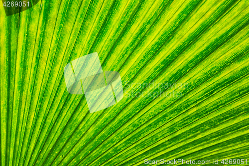 Image of green leaf background