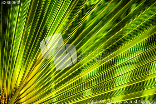 Image of green leaf background