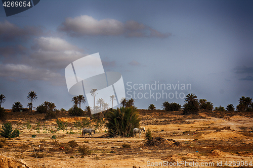 Image of tunisia with the palms