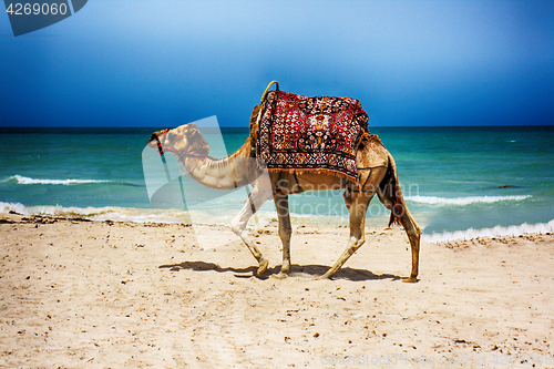 Image of camel on the beach 