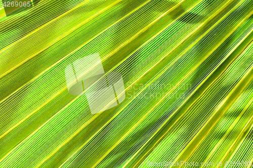 Image of green leaf background