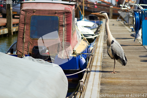 Image of Gray heron searching for fish on a pier near boat in marina.