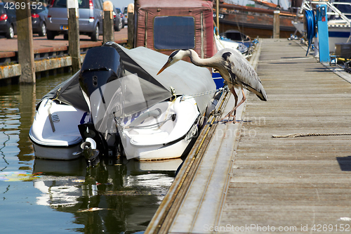 Image of Gray heron searching for fish on a pier near boat in marina.