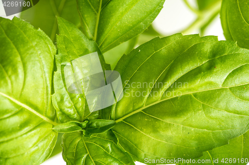 Image of Fresh Basil Herb Leaves Closeup