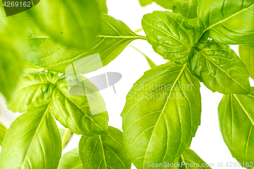 Image of Fresh Basil Herb Leaves Closeup