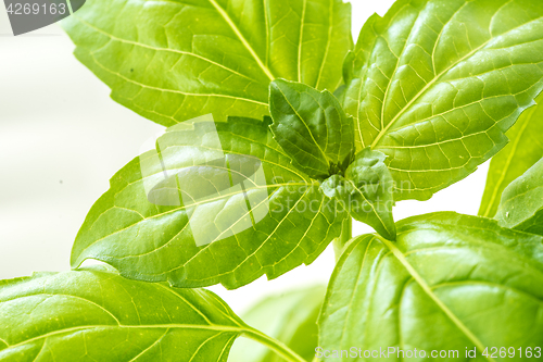 Image of Fresh Basil Herb Leaves Closeup