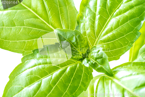 Image of Fresh Basil Herb Leaves Closeup