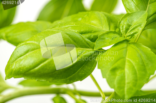 Image of Fresh Basil Herb Leaves Closeup