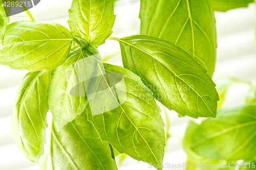 Image of Fresh Basil Herb Leaves Closeup