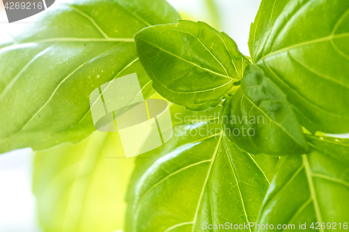 Image of Fresh Basil Herb Leaves Closeup