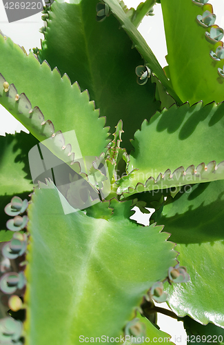 Image of Kalanchoe daigremontiana
